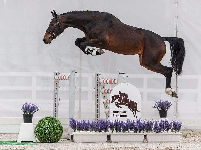 Westfaliano Yegua 2 años 163 cm Castaño in M&#xFC;nster Handorf