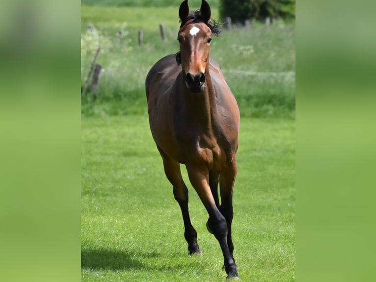 Westfaliano Yegua 2 años 164 cm Castaño in Aachen