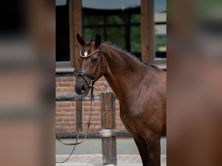 Westfaliano Yegua 2 años 168 cm Alazán-tostado in Heidesheim am Rhein