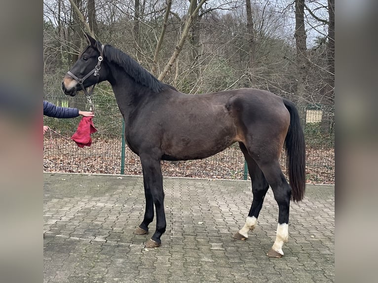 Westfaliano Yegua 2 años 168 cm Castaño oscuro in Verl