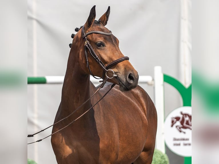 Westfaliano Yegua 2 años Castaño in Mnster-Handorf