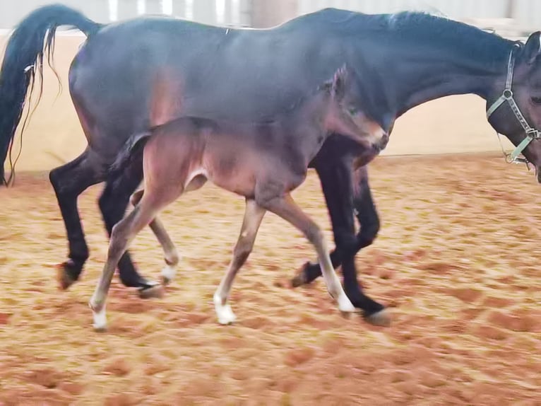 Westfaliano Yegua 2 años Castaño oscuro in Frankenberg (Eder)