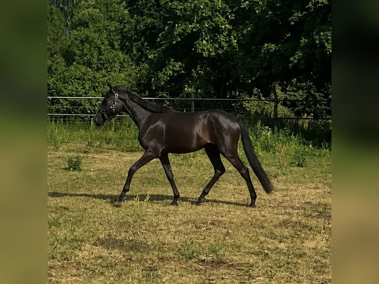 Westfaliano Yegua 3 años 135 cm Negro in Hamburg-Neuengamme