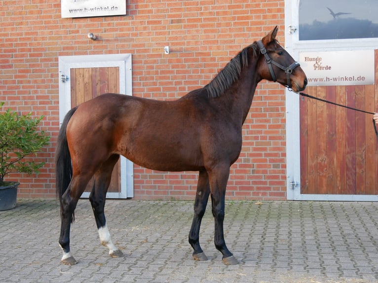 Westfaliano Yegua 3 años 157 cm Castaño in Dorsten