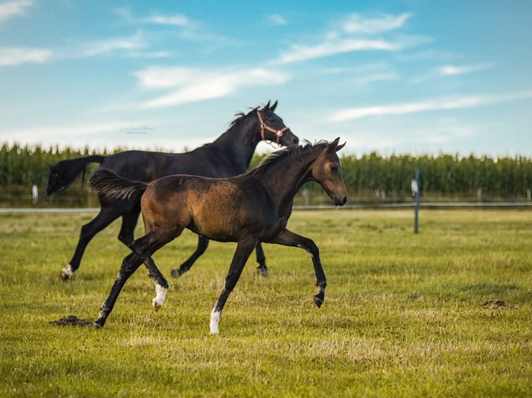 Westfaliano Yegua 3 años 159 cm Castaño in Wenden