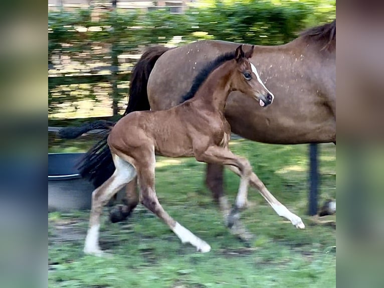 Westfaliano Yegua 3 años 160 cm Morcillo in Münster