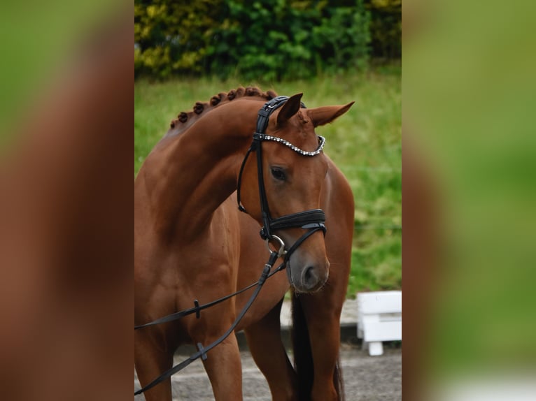 Westfaliano Yegua 3 años 162 cm Alazán in Fürstenau