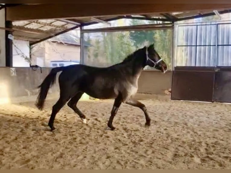 Westfaliano Yegua 3 años 162 cm Morcillo in Mechernich