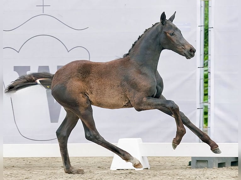 Westfaliano Yegua 3 años 162 cm Morcillo in Mechernich