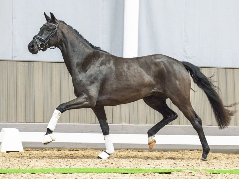 Westfaliano Yegua 3 años 162 cm Negro in M&#xFC;nster-Handorf