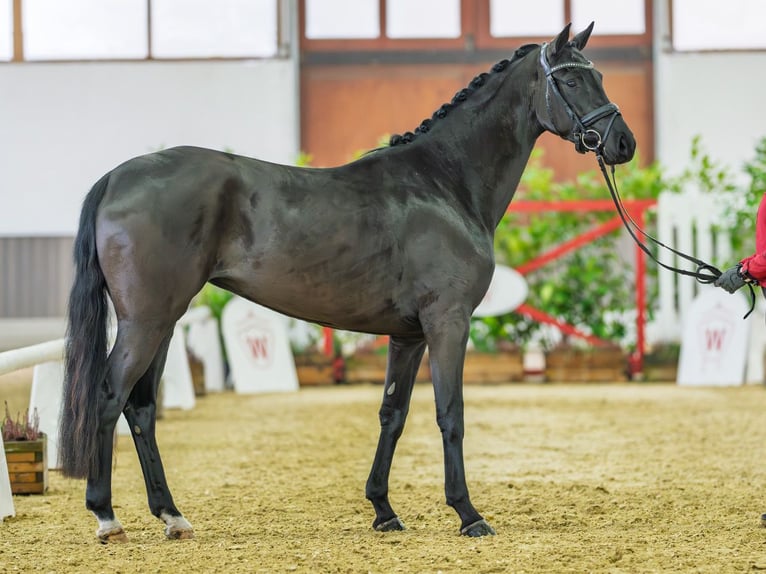 Westfaliano Yegua 3 años 162 cm Negro in M&#xFC;nster-Handorf