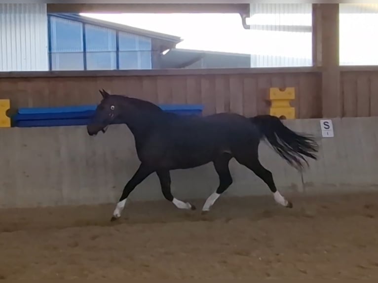 Westfaliano Yegua 3 años 163 cm Castaño in Mainburg