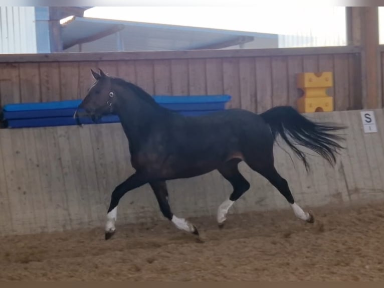 Westfaliano Yegua 3 años 163 cm Castaño in Mainburg