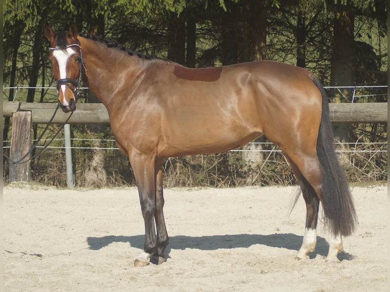 Westfaliano Yegua 3 años 163 cm Castaño in Wipperfürth