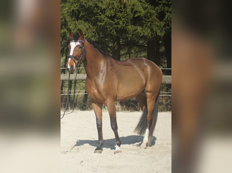 Westfaliano Yegua 3 años 163 cm Castaño in Wipperfürth