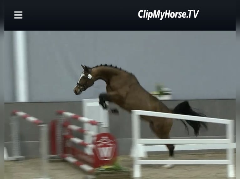 Westfaliano Yegua 3 años 163 cm Castaño in Wipperfürth