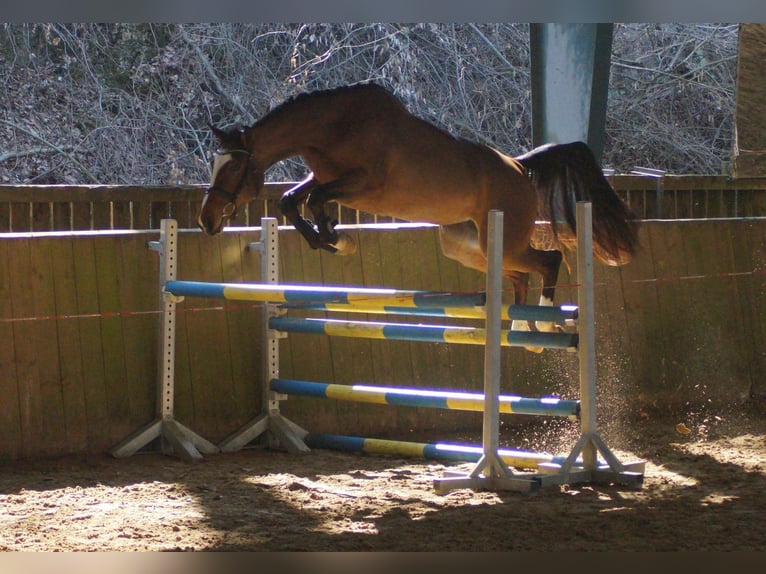Westfaliano Yegua 3 años 163 cm Castaño in Wipperfürth