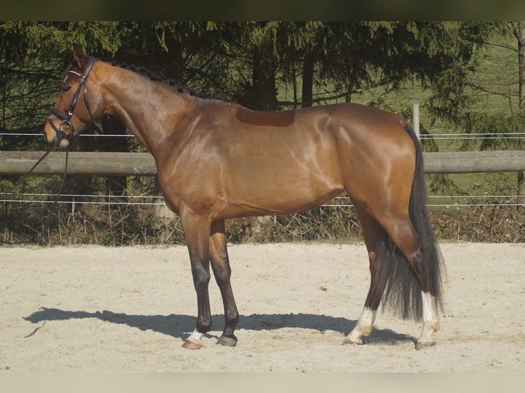 Westfaliano Yegua 3 años 163 cm Castaño in Wipperfürth