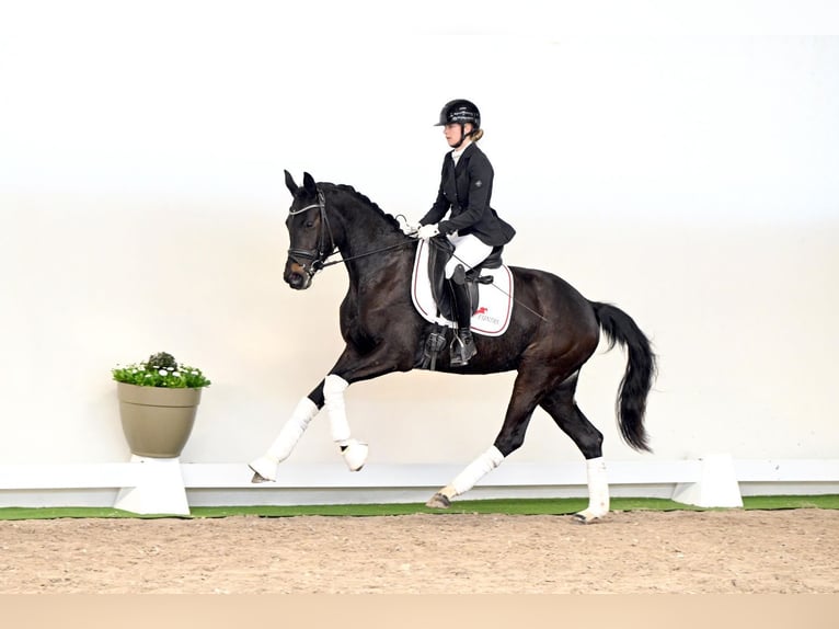 Westfaliano Yegua 3 años 163 cm Castaño oscuro in Lüdinghausen