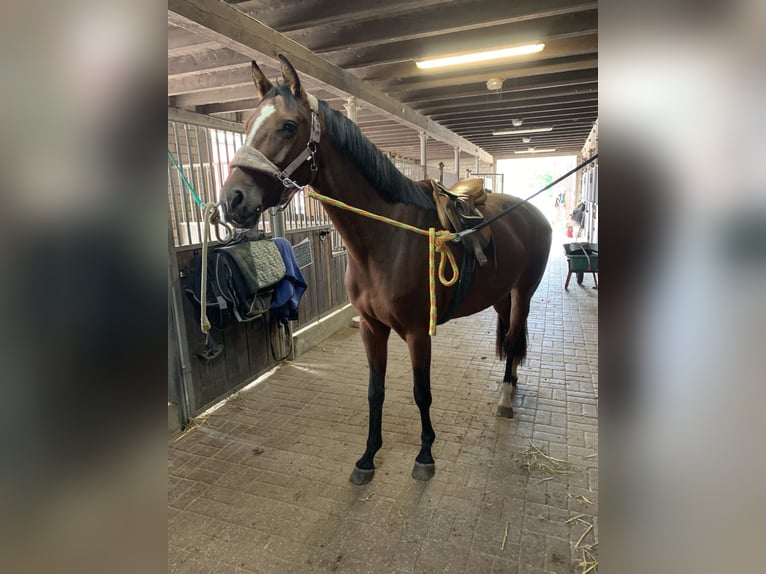 Westfaliano Yegua 3 años 163 cm Castaño oscuro in Hamm