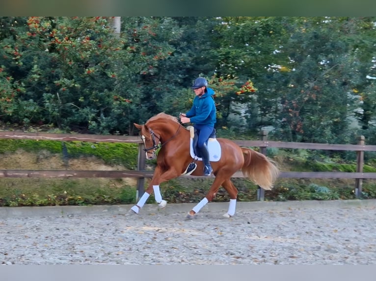 Westfaliano Yegua 3 años 164 cm Alazán in Bramsche