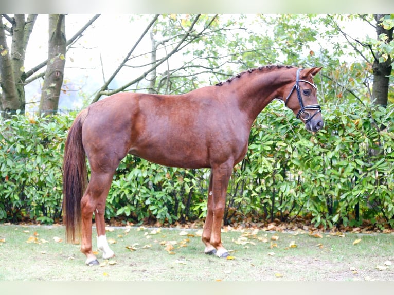 Westfaliano Yegua 3 años 164 cm Alazán-tostado in Bramsche