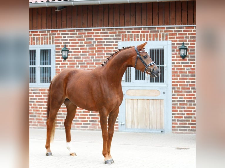 Westfaliano Yegua 3 años 164 cm Alazán-tostado in Bramsche