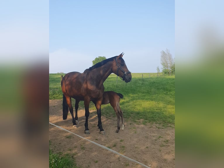 Westfaliano Yegua 3 años 164 cm Castaño in Wenden