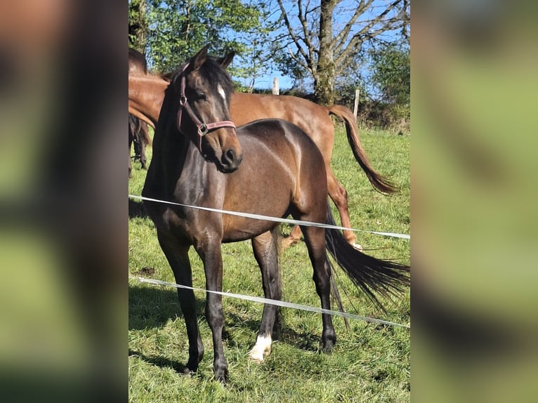 Westfaliano Yegua 3 años 164 cm Castaño in Wenden