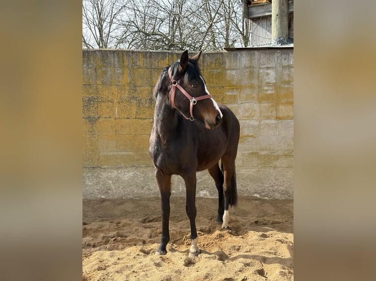 Westfaliano Yegua 3 años 164 cm Castaño oscuro in Rheinbach
