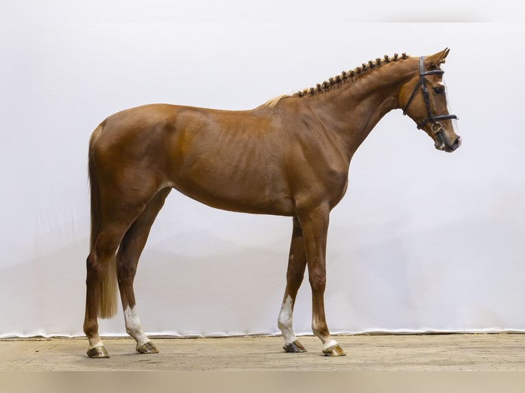 Westfaliano Yegua 3 años 165 cm  in Waddinxveen