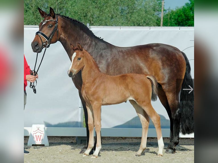 Westfaliano Yegua 3 años 165 cm Castaño in F&#xFC;rstenau