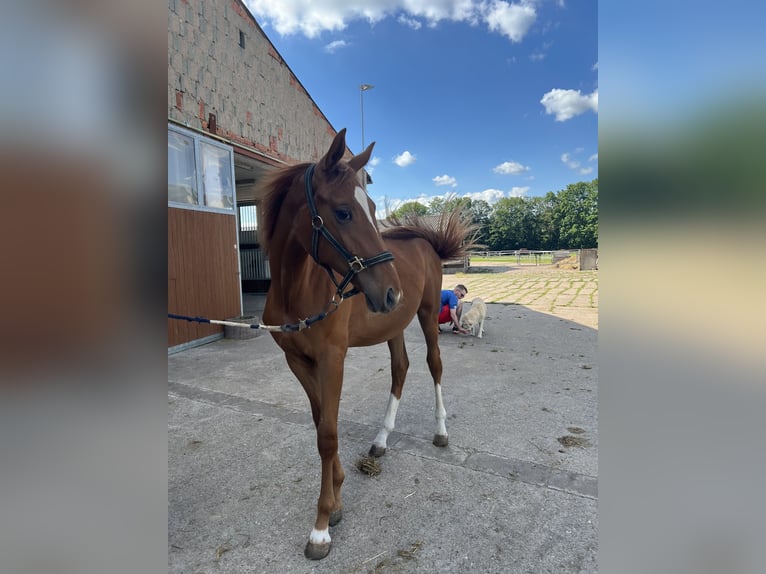 Westfaliano Yegua 3 años 166 cm Alazán in Lützeroda
