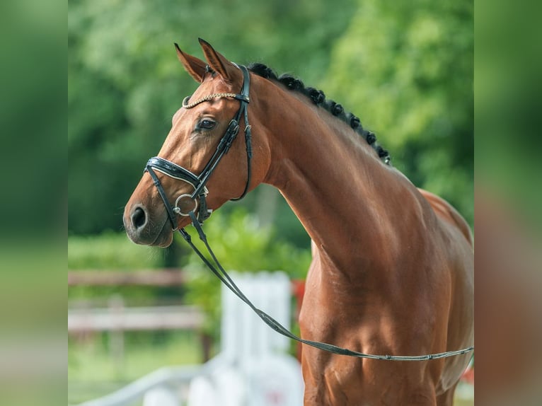 Westfaliano Yegua 3 años 166 cm Castaño in Münster