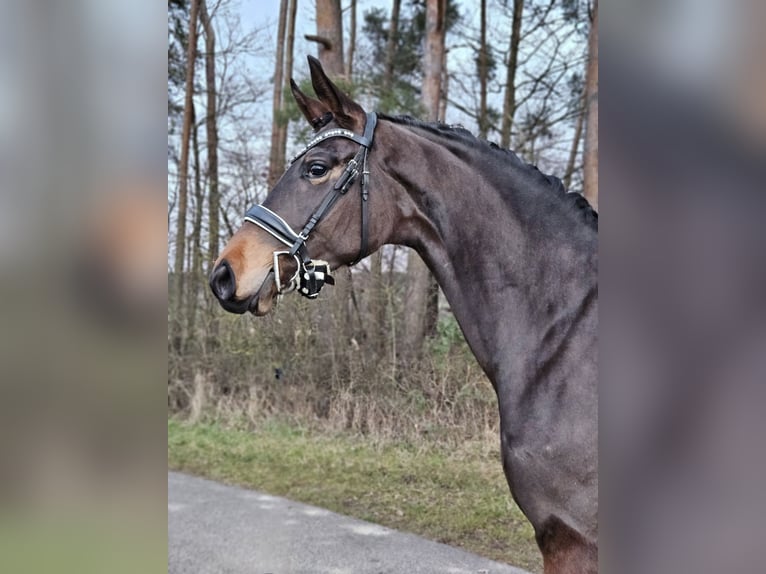 Westfaliano Yegua 3 años 166 cm Castaño in Neuhof an der Zenn