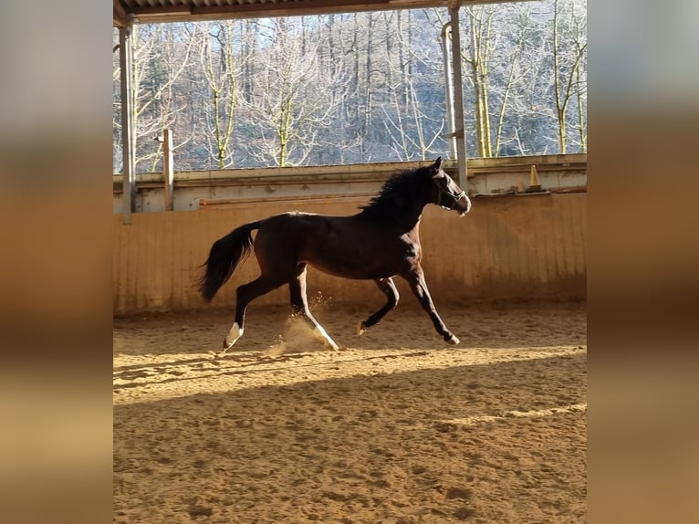 Westfaliano Yegua 3 años 166 cm Morcillo in Herborn