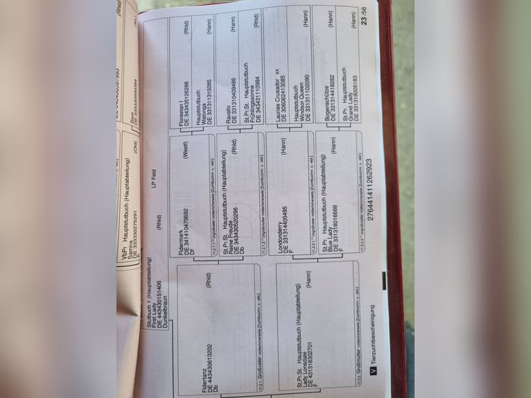 Westfaliano Yegua 3 años 166 cm Morcillo in Herborn