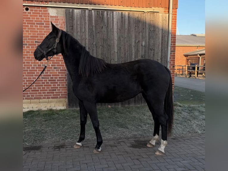 Westfaliano Yegua 3 años 166 cm Morcillo in Hörstel