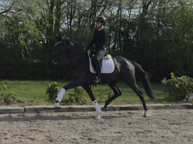 Westfaliano Yegua 3 años 166 cm Negro in Lippetal