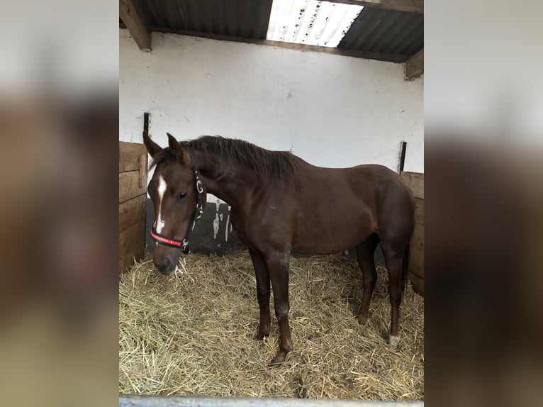 Westfaliano Yegua 3 años 168 cm Alazán-tostado in Bonn
