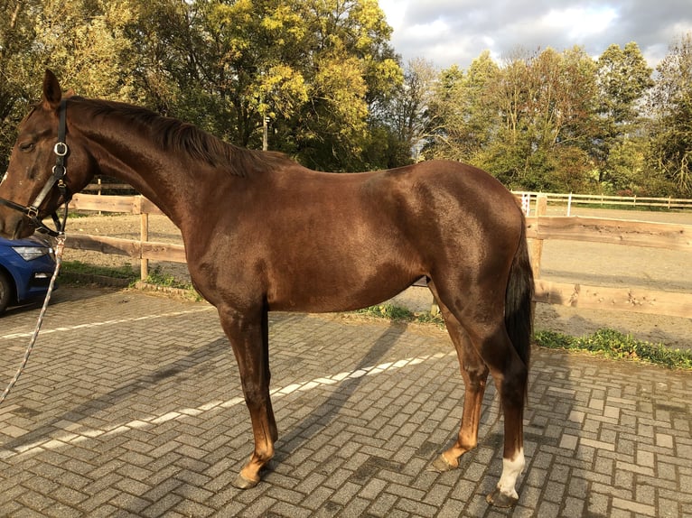 Westfaliano Yegua 3 años 168 cm Alazán-tostado in Bonn