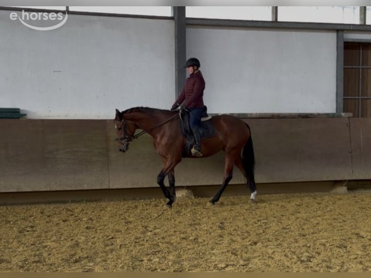 Westfaliano Yegua 3 años 169 cm Castaño in Münster
