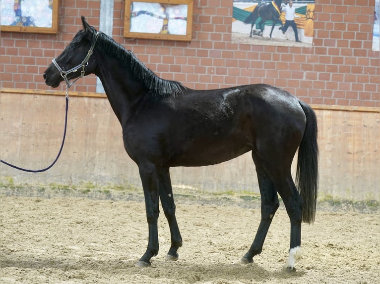 Westfaliano Yegua 3 años 169 cm Negro in Paderborn