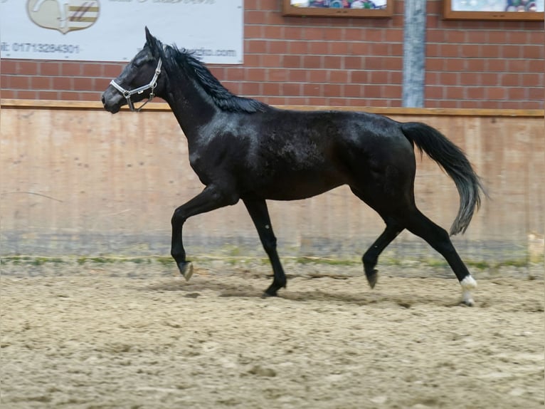 Westfaliano Yegua 3 años 169 cm Negro in Paderborn