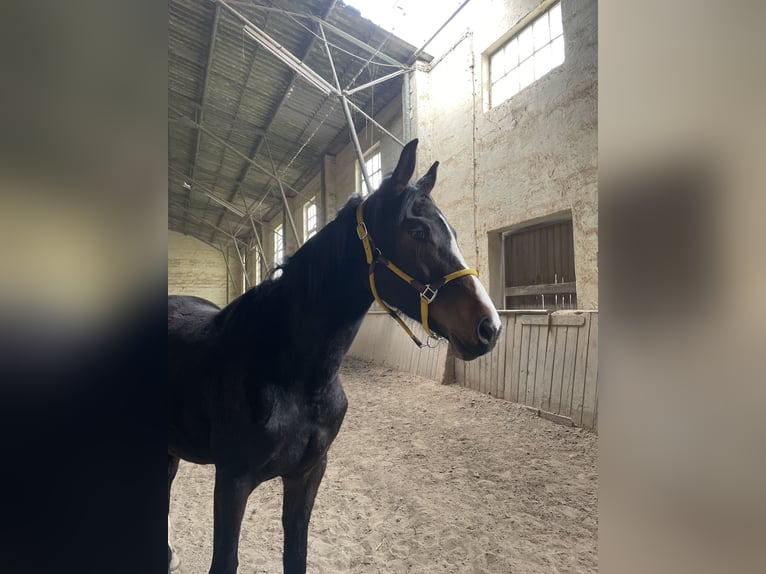 Westfaliano Yegua 3 años 170 cm Castaño oscuro in Rheinbach