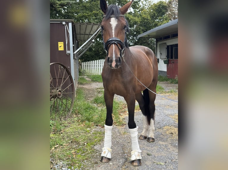 Westfaliano Yegua 3 años 170 cm Castaño in Wesel