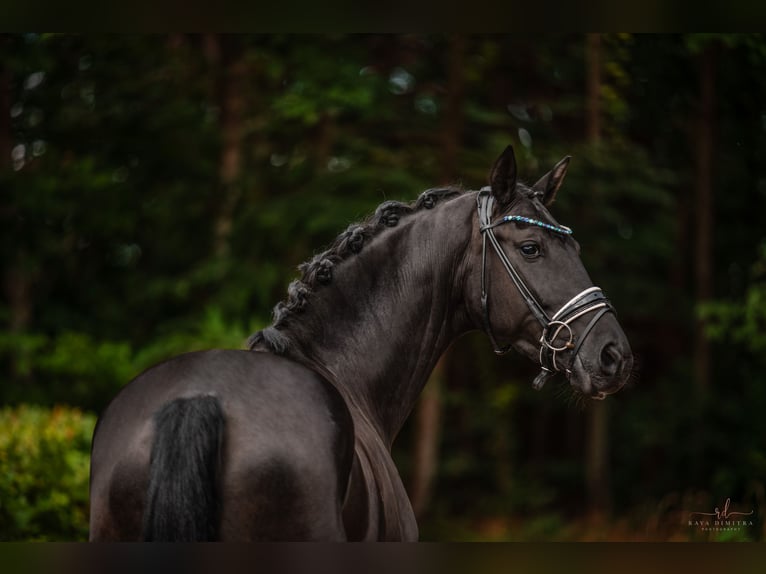 Westfaliano Yegua 3 años 170 cm Negro in Wehringen