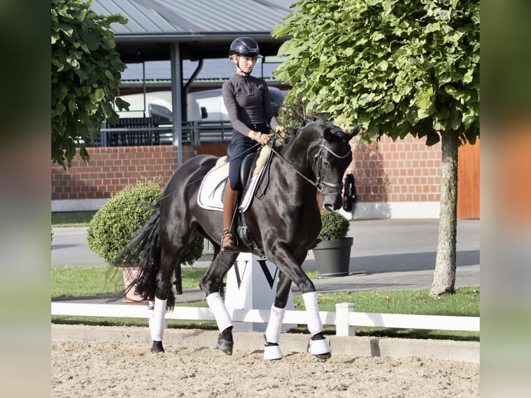 Westfaliano Yegua 3 años 170 cm Negro in Coesfeld