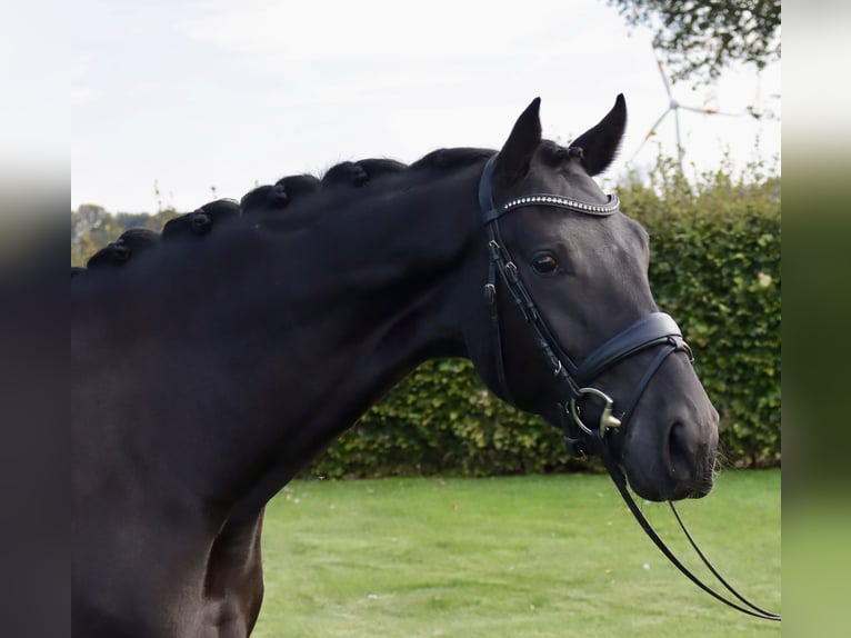 Westfaliano Yegua 3 años 170 cm Negro in Coesfeld