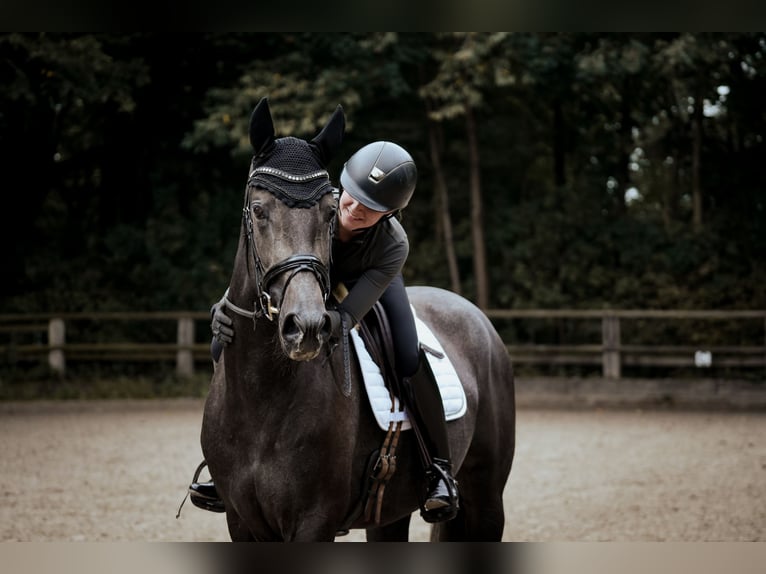 Westfaliano Yegua 3 años 170 cm Tordillo negro in Osnabr&#xFC;ck